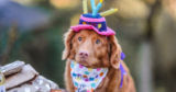 The 15 Best Dog Birthday Gifts To Celebrate Your Special Pup