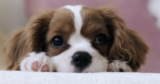 The 4 Best Supplements for Puppies (+1 to Avoid)