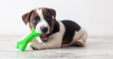The 6 Best Toys For Puppies