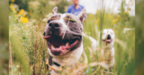 The 7 Best Dog Activity Trackers For 2026