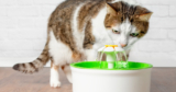 The 9 Best Cat Water Fountains To Encourage Healthy Hydration Levels