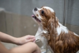 The 8 Best Dog Bathtubs For Cavaliers