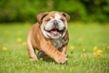The 8 Best Dog Foods For Bulldogs – 2026