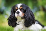 The 8 Best Dog Foods For Cavaliers – 2026