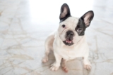 The 8 Best Dog Foods For French Bulldogs – 2025