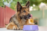 The 8 Best Dog Foods For German Shepherds – 2026