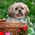 The 8 Best Dog Foods For Your Havanese – 2026