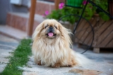 The 8 Best Dog Foods For Pekingese – 2026