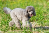 The 8 Best Dog Foods For Poodles – 2026