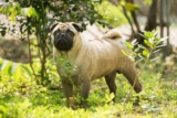 The 8 Best Dog Foods For Pugs – 2026