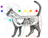 The 8 Chakras: Uncovering Hidden Influences of Pet Behavior