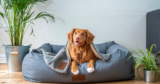 The 9 Best Beds For Senior Dogs
