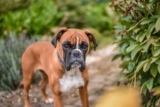 The Best Dehydrated Dog Foods for Boxers