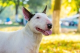 The Best Dehydrated Dog Foods for Bull Terriers