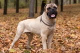 The Best Dehydrated Dog Foods for Bullmastiffs