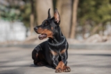 The Best Dehydrated Dog Foods for Dobermans