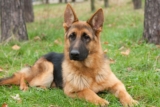 The Best Dehydrated Dog Foods for German Shepherds