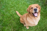 The Best Dehydrated Dog Foods for Golden Retrievers