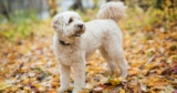 The Best Dehydrated Dog Foods for Goldendoodles