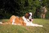 The Best Dehydrated Dog Foods for Saint Bernards