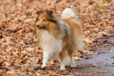 The Best Dehydrated Dog Foods for Shelties