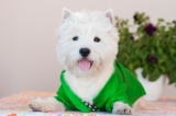 The Best Dehydrated Dog Foods for Westies