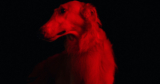 The Best Red Light Therapy For Dogs: Reviewing The Top 5 Systems For Home Use