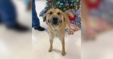 The Moment This Rescue Dog Realized He Was Loved He Couldn’t Stop Smiling