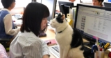This Office Lets Employees Spend Time with Cats All Day to Reduce Stress
