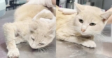 This “Pregnant” Cat Was Actually A Sick Little Boy Who Needed Saving