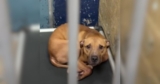 This Scarred Bait Dog Hopped Into Safety and Never Stopped Smiling