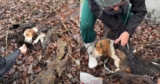 Tiny Dog Found In Rotten Log Gets Rescued And A Second Chance
