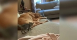 Tiny Kitten Cuddles Up with Golden Retriever on the Couch