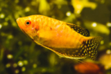 Top 7 Low-Maintenance Fishes For First-Time Owners – Petsworld