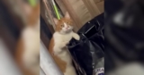 Trash Cat With a Bad Attitude Reputation Turns Out To Be Dream Kitty