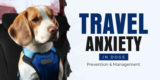 Travel Anxiety in Dogs: Prevention & Management