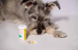 Trazodone Coupon for Pets [2026]