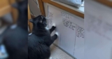Tuxedo Cat Wasn’t a Fan of His Owner’s New Year’s Resolutions, So He Did Some Editing
