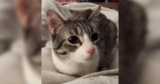 Two-Legged Cat Loses Her Home Over Litter Box Challenges But Finds The Love She Deserves