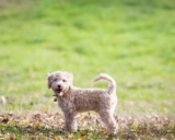 Ultimate Bichon Frise Puppy Shopping List: Checklist of 23 Must-Have Items