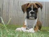 Ultimate Boxer Puppy Shopping List: Checklist of 24 Must-Have Items