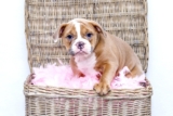 Ultimate Bulldog Puppy Shopping List: Checklist of 24 Must-Have Items