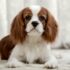 13 Big Dog Breeds That Never Outgrow Puppy Behavior