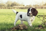 Ultimate English Springer Spaniel Puppy Shopping List: Checklist of 23 Must-Have Items