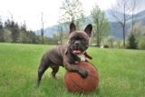 Ultimate French Bulldog Puppy Shopping List: Checklist of 25 Must-Have Items