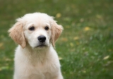 Ultimate Golden Retriever Puppy Shopping List: Checklist of 25 Must-Have Items