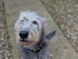 Ultimate Irish Wolfhound Puppy Shopping List: Checklist of 23 Must-Have Items