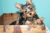 Ultimate Yorkie Puppy Shopping List: Checklist of 25 Must-Have Items