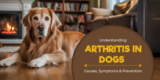 Understanding Arthritis in Dogs – Causes, Symptoms & Prevention