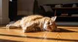 Understanding Chronic Iron Deficiency in Cats with Digestive Problems